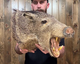 Vintage Javelina Shoulder Mount Taxidermy: Rustic Man Cave Decor