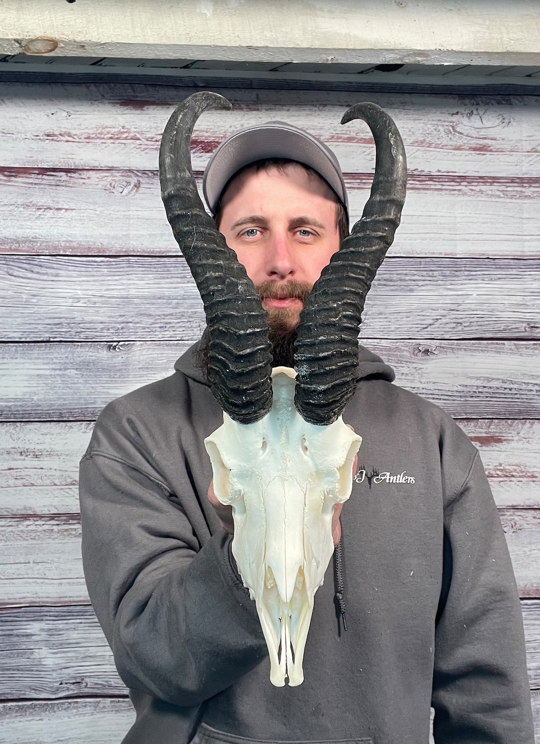 Real African Male Springbok Skull Horn Mount Taxidermy Man Cave Cabin