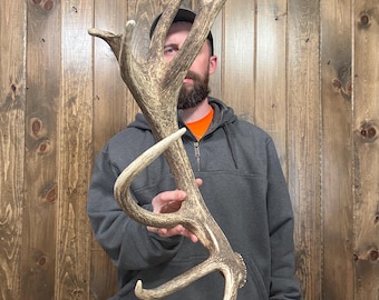 Dark Mini 8pt Red Stag Shed 4lb+ Antler Horn Deer Mount Taxidermy Man Cave