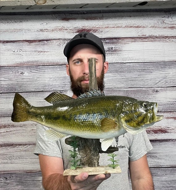 Vintage 17 Smallmouth Bass Mount Taxidermy Man Cave Cabin Etsy