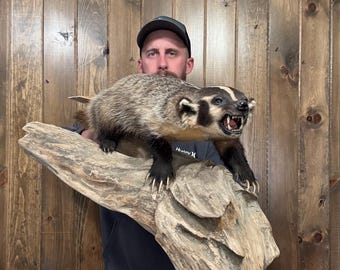 Beautiful Full Body American Badger Mount Taxidermy Mammal Man Cave Cabin Decor DIY