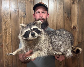 Vintage Fullbody Raccoon Mount Taxidermy: Rustic Man Cave Cabin Decor