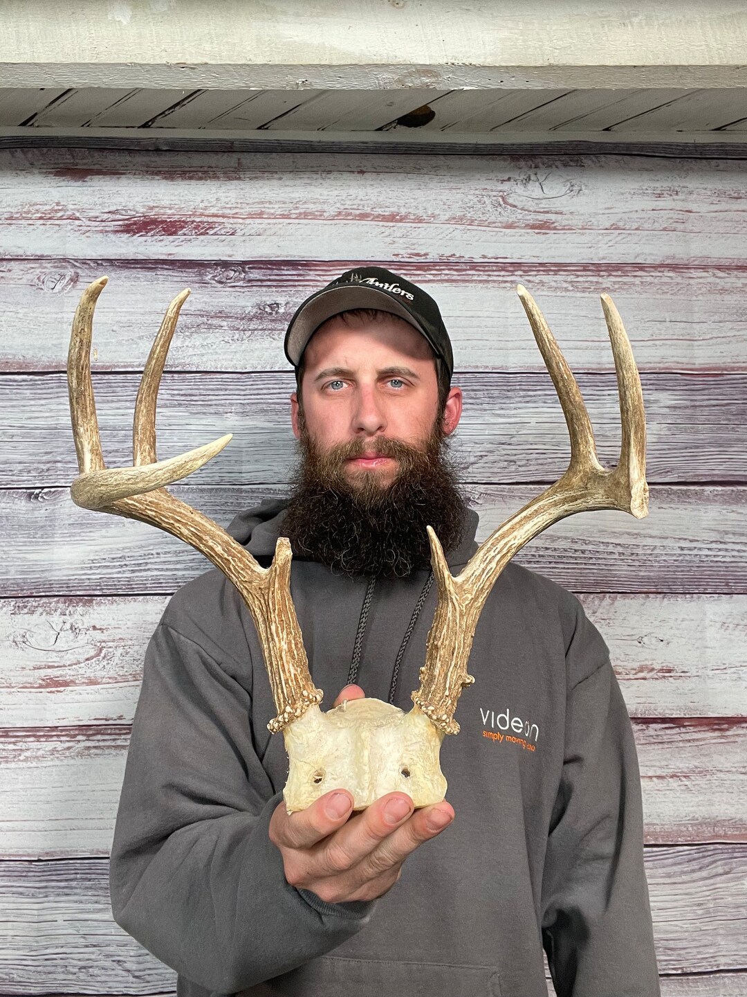 Mini 7pt Whitetail Skull Cap Antler Horn Deer Mount Taxidermy Etsy