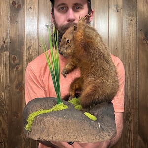 May include: A taxidermied squirrel perched on a faux rock formation with green moss and artificial grass. The squirrel has brown fur and is posed in a naturalistic position. The rock base is gray and textured, creating a woodland scene.