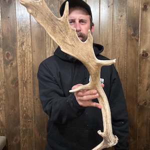 May include: A large, light brown fallow deer antler featuring a wide, flattened palmated section with multiple distinct points extending from the top and sides, showcasing a natural, weathered texture and a curved, sturdy main beam structure.