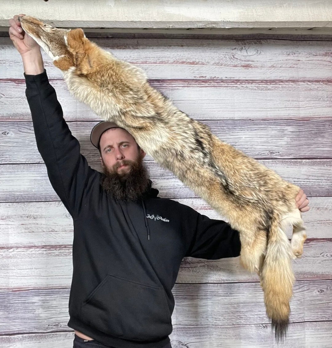 Soft Tanned Coyote Pelt 54 Animal Fur Taxidermy Oddity Man Etsy