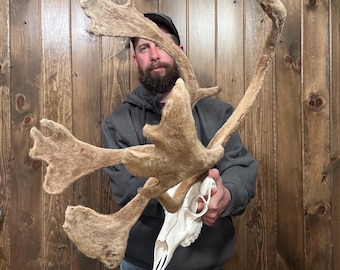 Beautiful Mini Velvet Caribou Antler Fake Skull Mount, Man Cave Decor