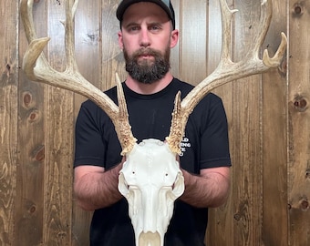 Dark Mini 12pt Whitetail Antler Horn Deer Fake Skull Mount Taxidermy Rack Cabin