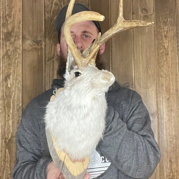 Beautiful Jackalope Shoulder Mount Antler Horn Taxidermy Mammal Man Cave Cabin Decor Rabbit Bunny