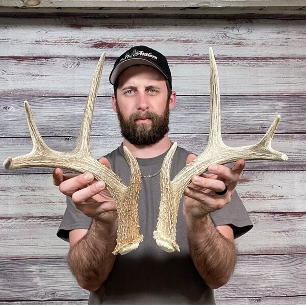 Dark Fat Mini Typical 8pt Naturally Whitetail Shed Antler Horn Deer Mount Taxidermy Cabin
