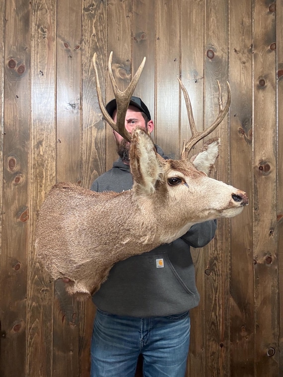 Decent Vintage 4x4 Mule Deer Shoulder Mount Antler Horn Taxidermy Man Cave