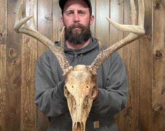 Decent Weathered Real 9pt Whitetail Skull Antler Horn Deer Mount Taxidermy Rack