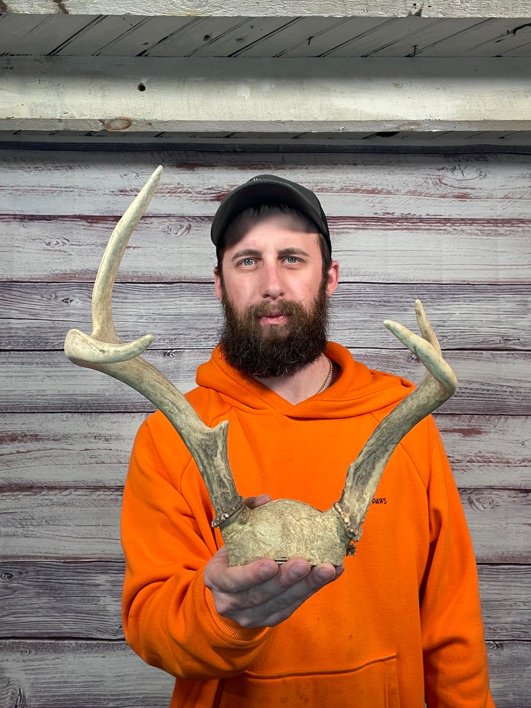 Mini 4pt Whitetail Skull Cap Antler Horn Deer Mount Taxidermy Rack Man Cave Etsy