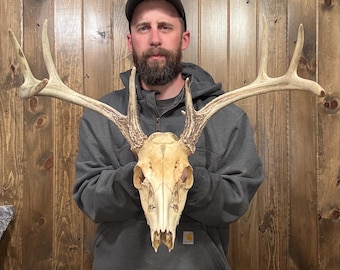 Big Wide Weathered Real 9pt Whitetail Skull Antler Horn Deer Mount Taxidermy Rack