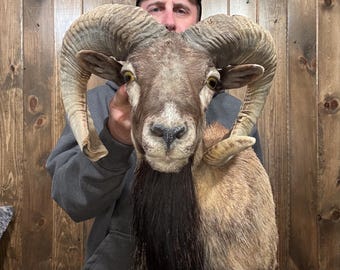 Vintage Exotic Ram Shoulder Mount: Exotic Horn Taxidermy, Man Cave Decor