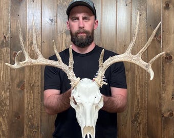 Nice Mini Freak 12pt Whitetail Antler Horn Deer Fake Skull Mount Taxidermy