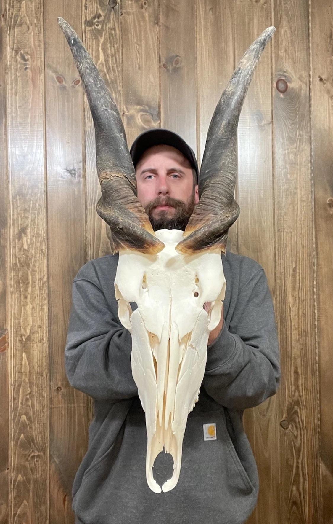 イノシシヘッドスカル Massive Real African Male Eland Skull Horn Mount Taxidermy Man