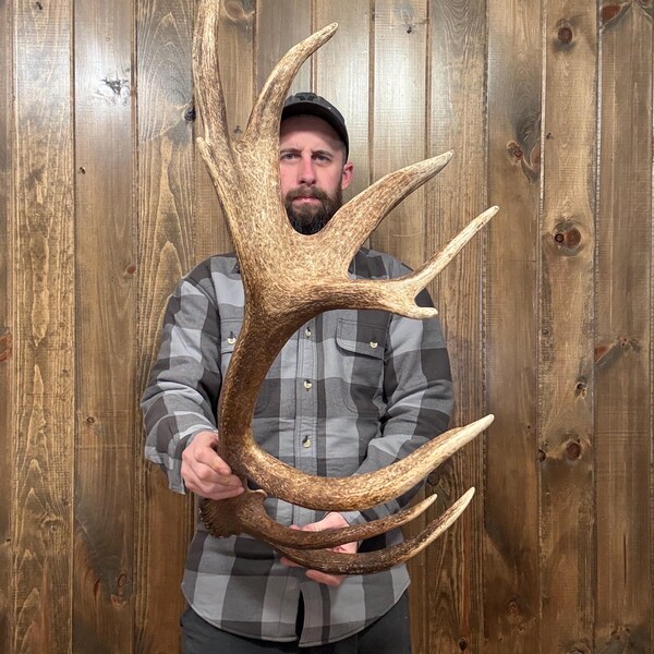 May include: Large, naturally shed elk antler with multiple points, showcasing a rich brown color and textured surface. The antler is held in front of a wooden background.