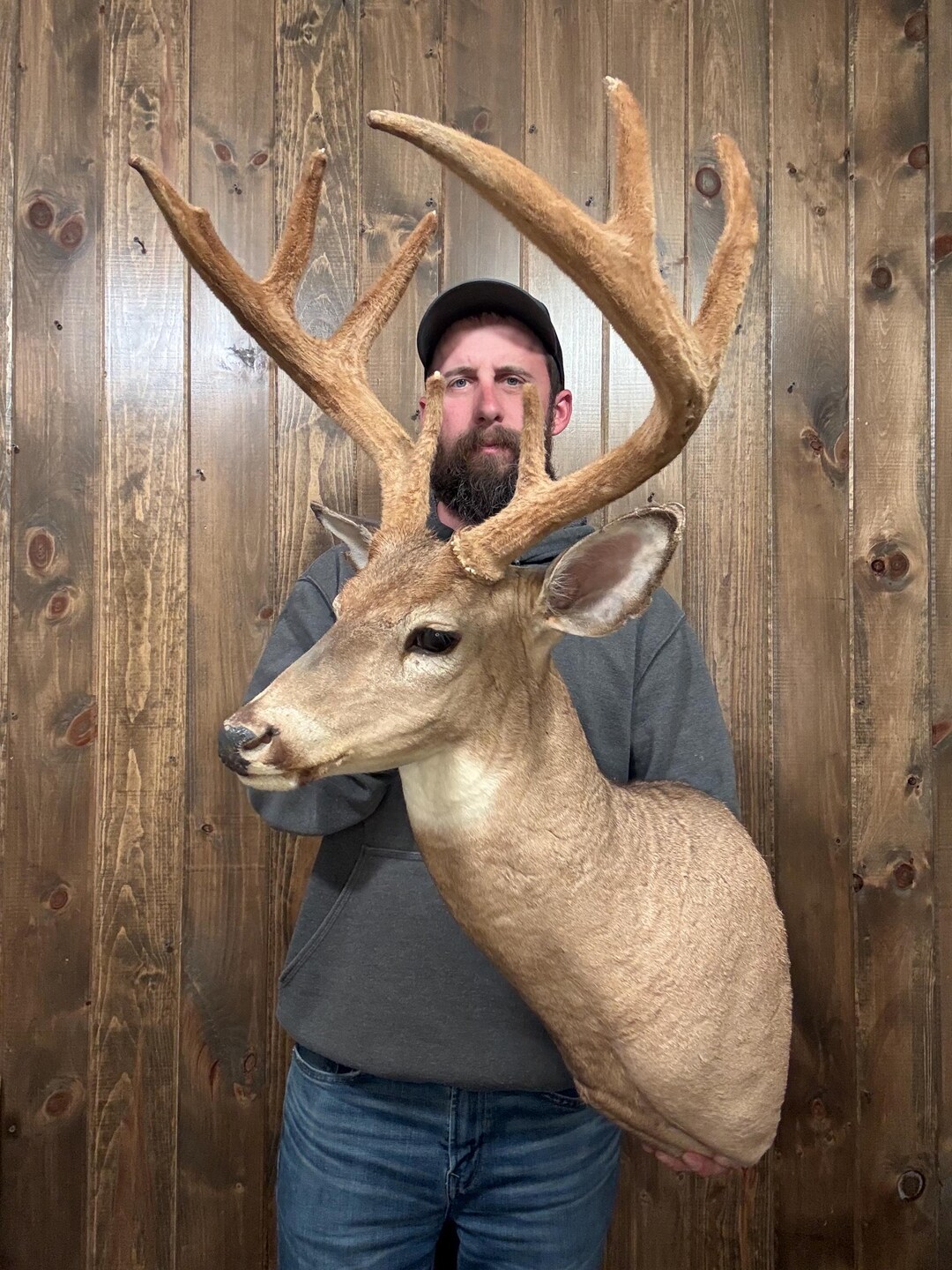 Vintage Velvet Whitetail Shoulder Mount – 8 Point Antler Rack ...