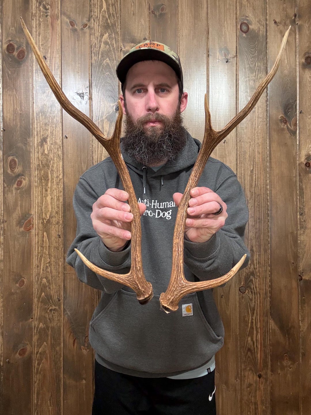 Dark Mini 3x3 Hawaiian Axis Cut Antler Horn Mount Taxidermy Man Cave ...