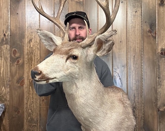 Decent Vintage 5x5 Mule Deer Shoulder Mount Antler Horn Taxidermy Man Cave