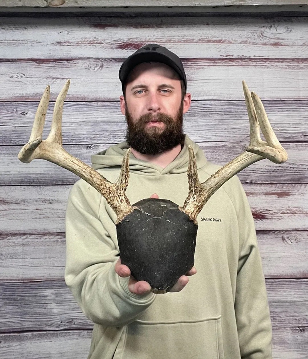 Dark Mini 8pt Whitetail Skull Cap Antler Horn Deer Mount Taxidermy Rack Man Cave Etsy