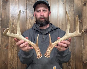 Naturally Shed Whitetail Antler Rack – Mini 8pt Deer Mount, Craft Horns