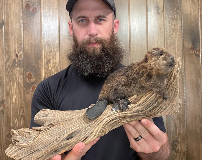 Beautiful Full Body Baby Beaver Mount on Driftwood Taxidermy Mammal Man ...