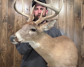 Vintage Whitetail Deer 8pt Shoulder Mount Rack – Rustic Man Cave Decor