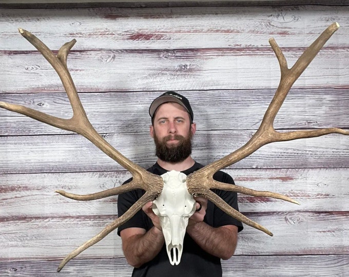 Dark Mini 5x5 Elk Antler Fake Skull Deer Mount Taxidermy Man Cave Rack