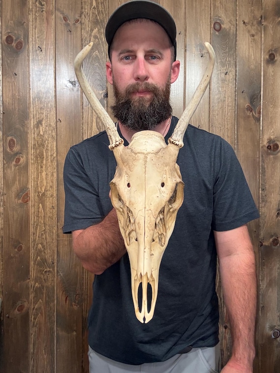 Nice Mini Real Spike Whitetail Skull Antler Horn Deer Mount Taxidermy Rack Cabin