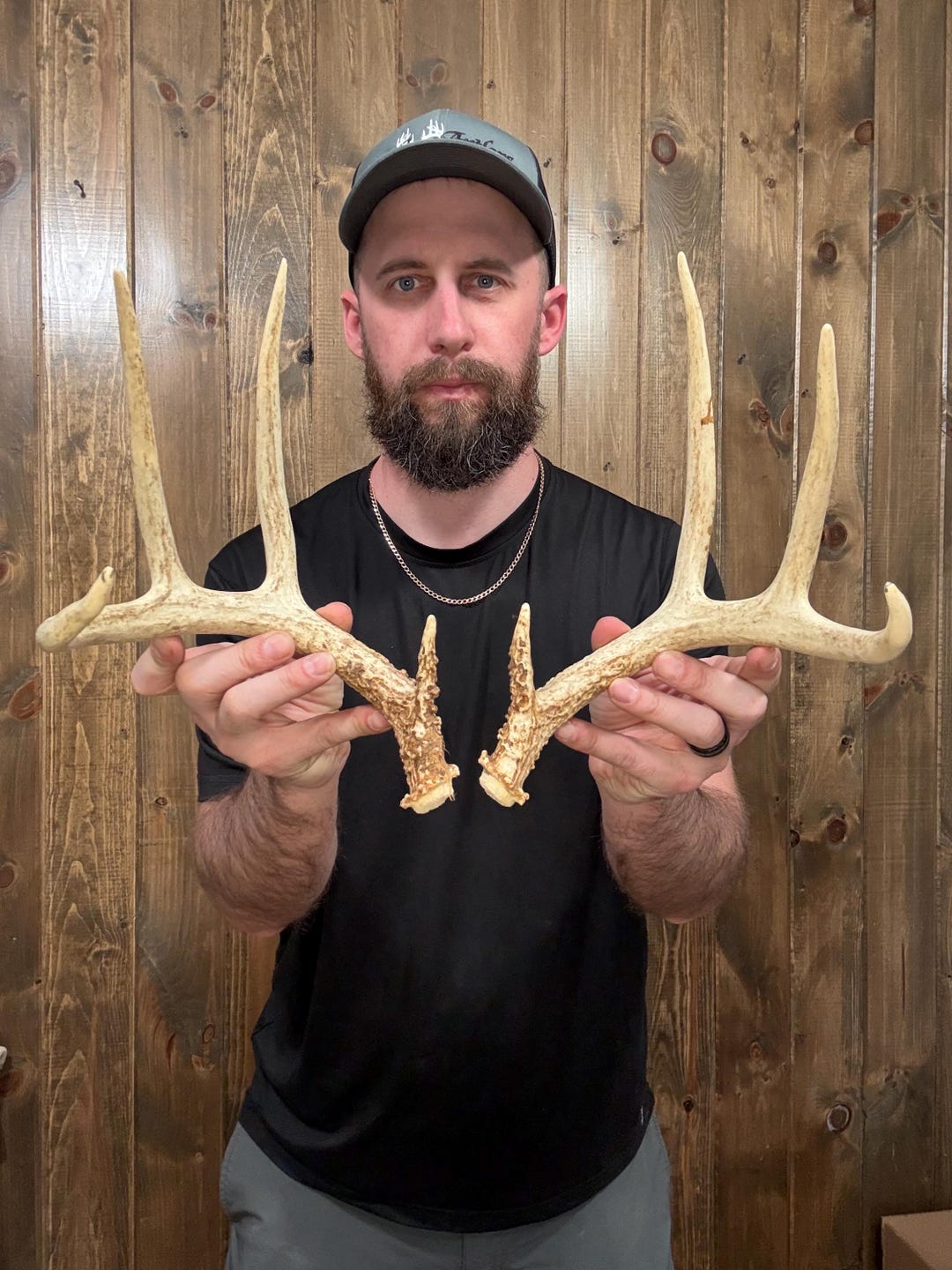 Naturally Shed Whitetail Antler Rack – Mini 8pt Deer Mount, Craft Horns ...
