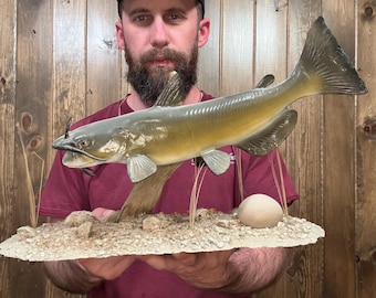 Nice Vintage 14” Catfish Mount Taxidermy Man Cave Cabin Fish Decor Fishing Driftwood