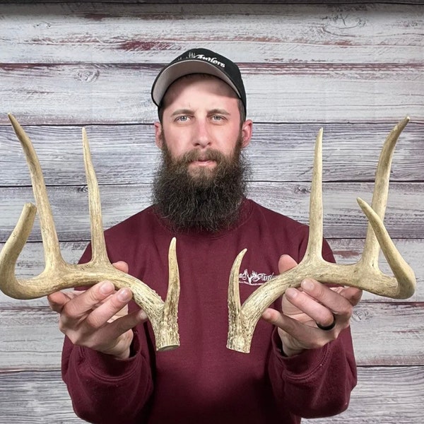 Taxidermy Deer Antlers Etsy