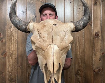 Huge Real Buffalo Skull Horn Mount Taxidermy Man Cave Cabin Decor Bison