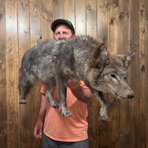 May include: A taxidermied coyote with gray and brown fur is held up in front of a wooden wall. The coyote's head is visible, with its ears perked up. The person holding the coyote is wearing a peach-colored shirt and gray shorts.