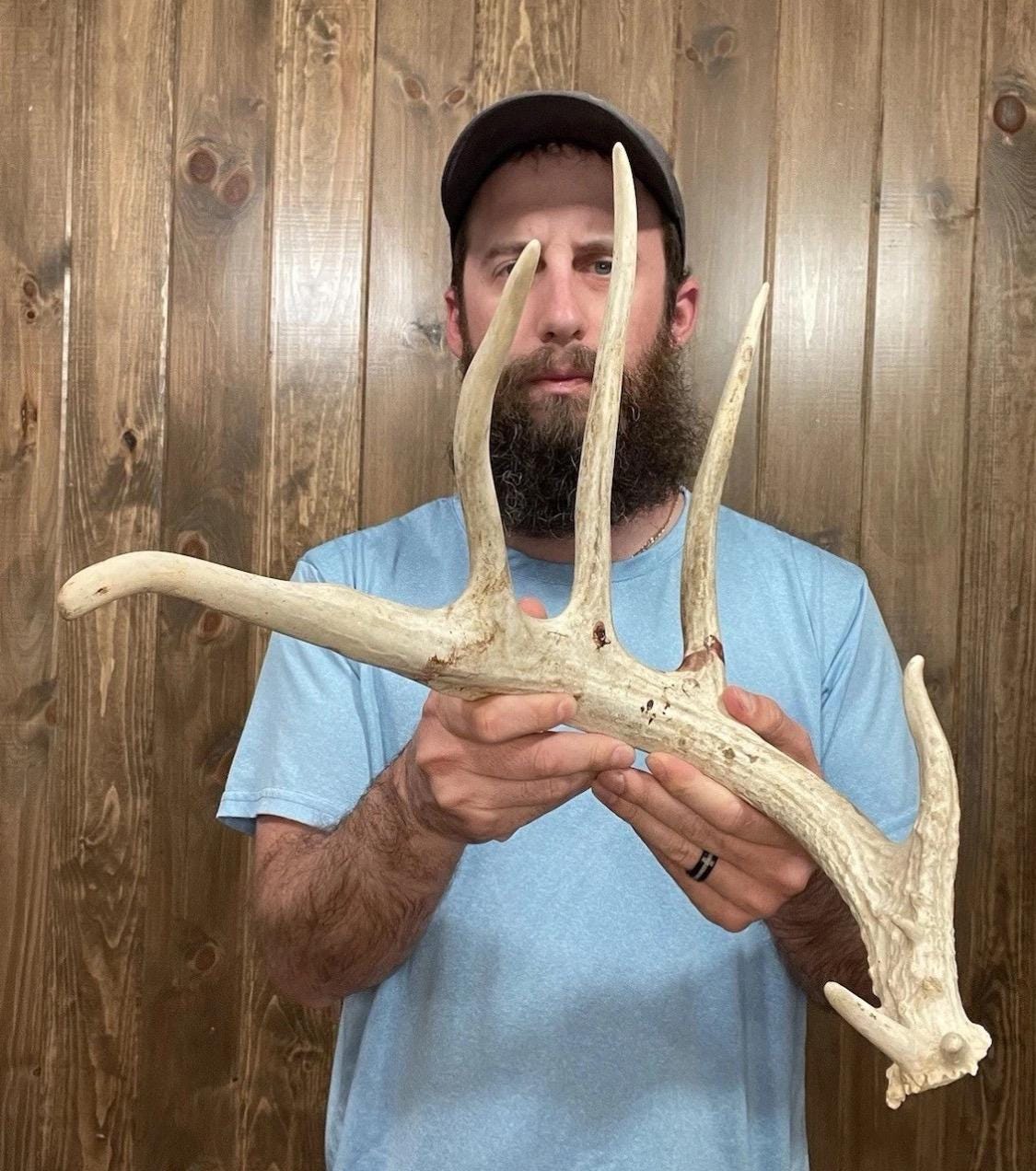 Big Typical 74” Whitetail Shed 7pt Antler Horn Deer Mount Taxidermy Man Cave
