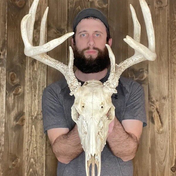 Weathered Real Whitetail Skull 9pt Antler Horn Deer Mount Taxidermy Rack Cabin