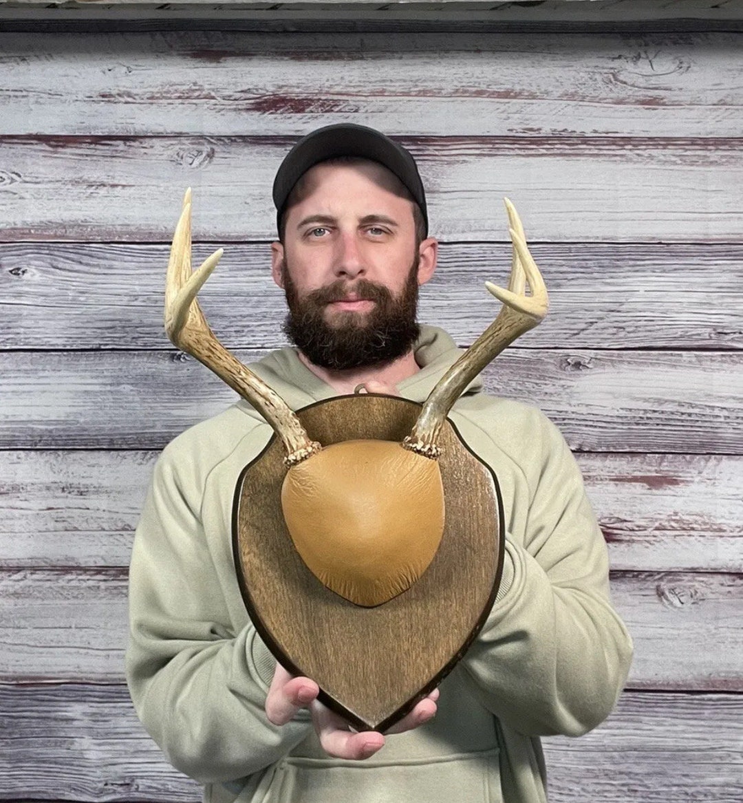 Perfect 6pt Whitetail Skull Cap Antler Horn Deer Mount Taxidermy Rack