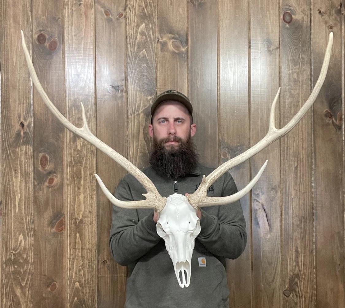 Axis Deer Skull - Etsy