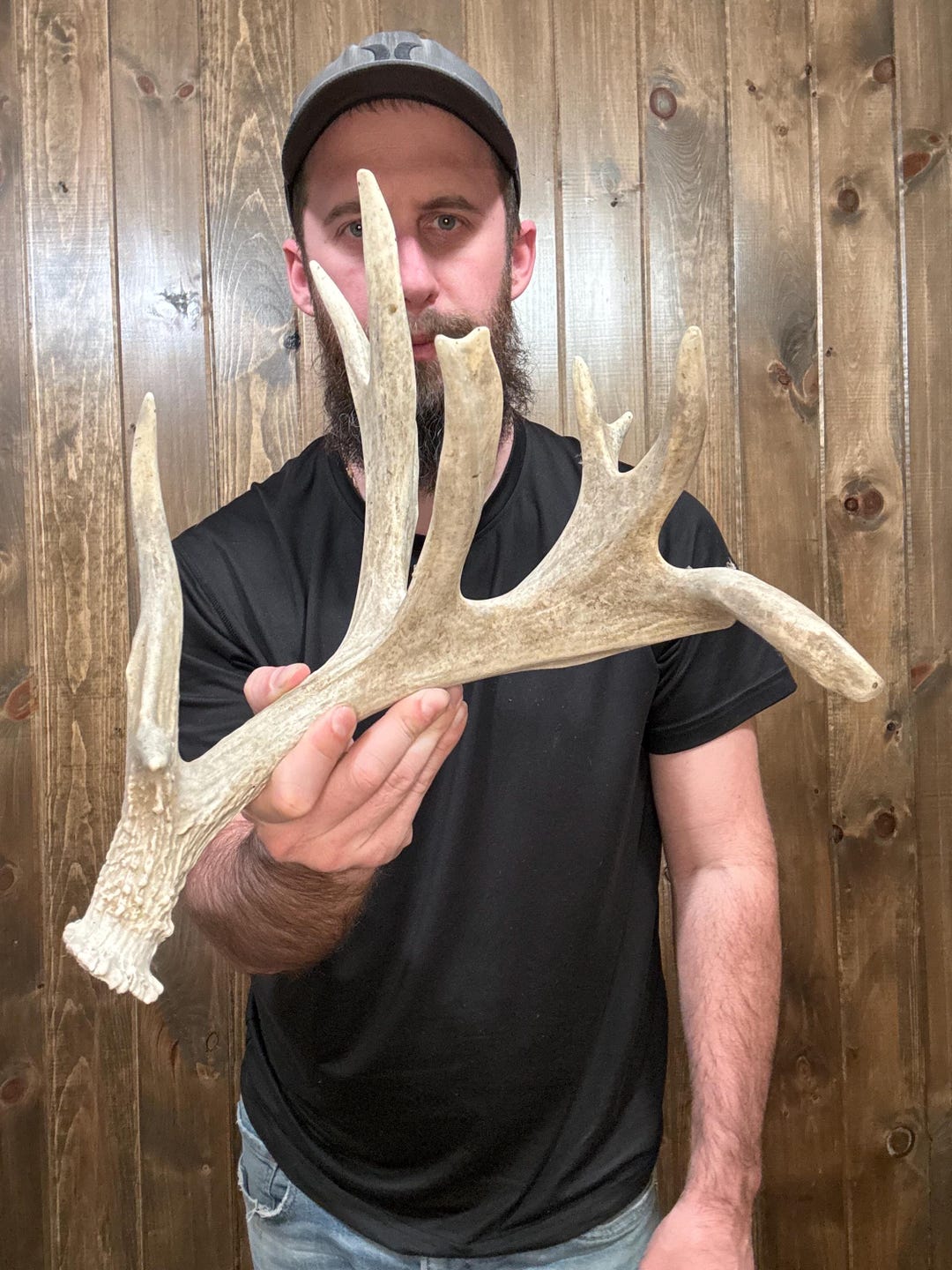Monster Deer Racks Nice Freak Massive Whitetail Shed 10pt Antler Horn Deer Mount Taxidermy ...