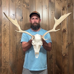May include: A bleached white fallow deer skull featuring large, wide-spreading palmate antlers with multiple points. The skull is smooth and clean, showcasing the natural bone structure and the distinct, flattened shape of the antlers extending outward.