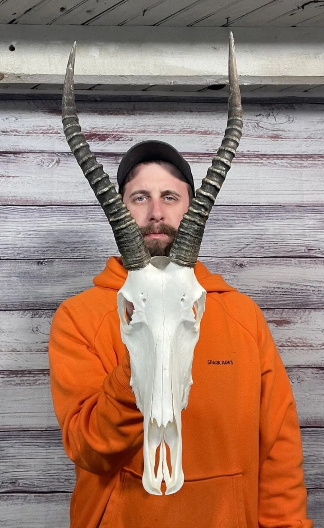 Dark Real African Blesbok Skull Horn Mount Taxidermy Man Cave Cabin DIY