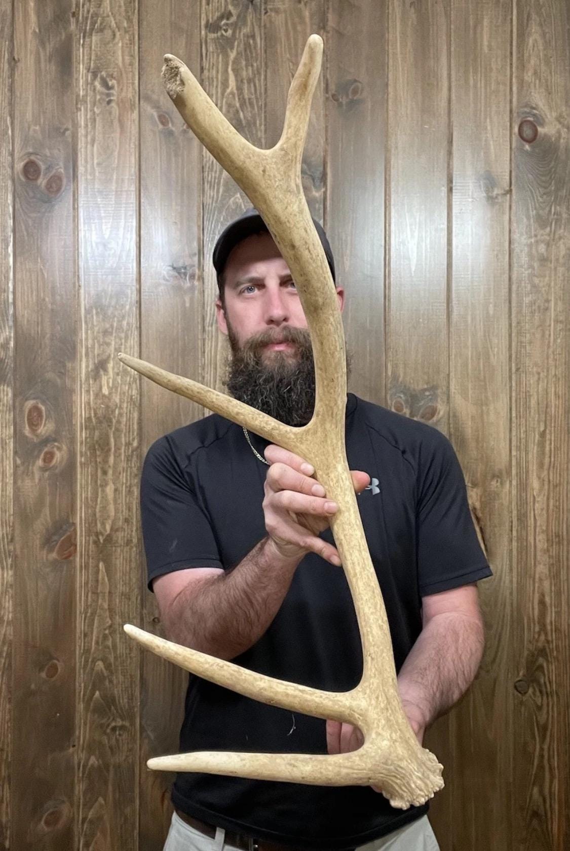 Nice Mini 5pt Elk Shed 2.5lb+ Antler Horn Deer Mount Taxidermy Man Cave Cabin