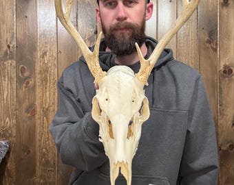 Nice Dark Real 6pt Whitetail Skull Antler Horn Deer Mount Taxidermy Rack