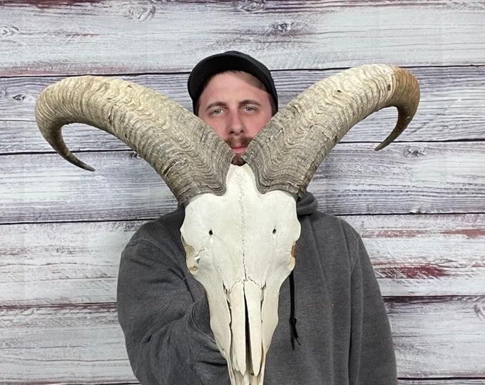 Big Weathered Aoudad Skull Horn Mount Taxidermy Man Cave Cabin Etsy