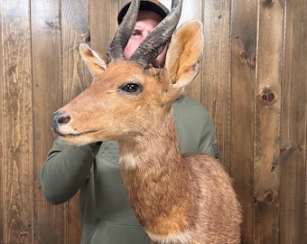 Beautiful Vintage Bushbuck Shoulder Mount Horn Antelope Taxidermy Man Cave