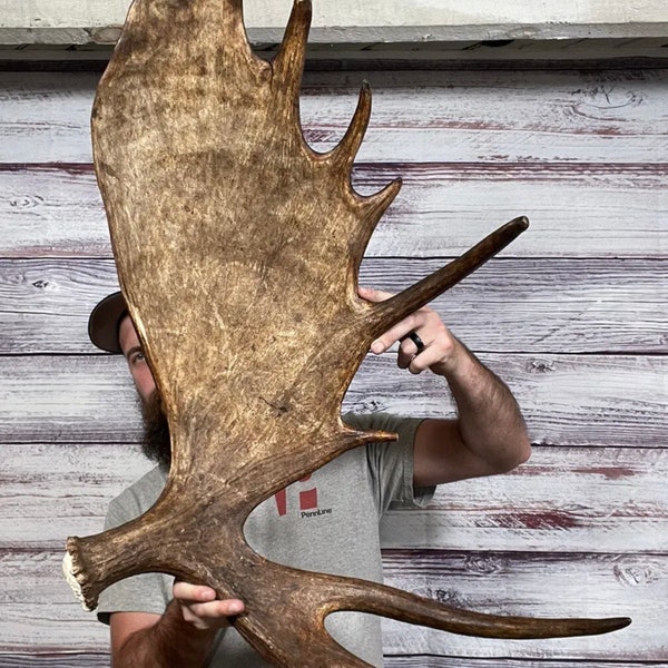 Moose Horn Etsy