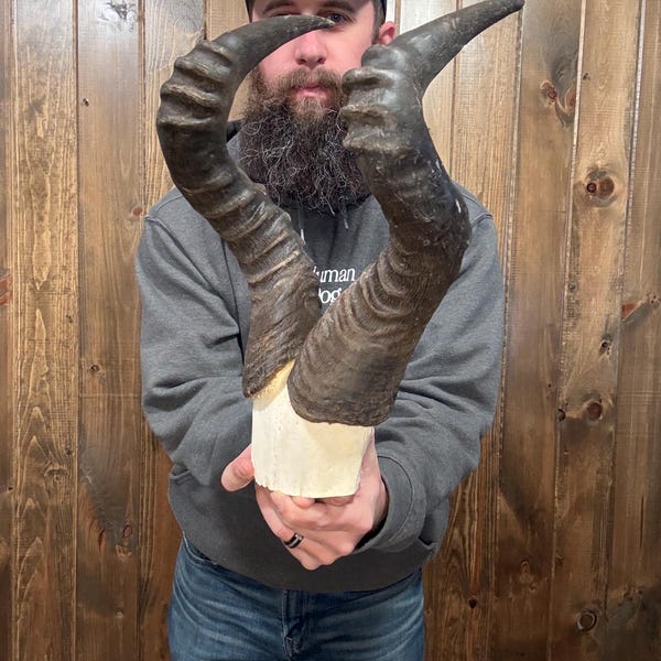 May include: A pair of dark brown, curved horns mounted on a white base. The horns have a textured surface and are held in front of a person wearing a gray hoodie and a black cap.