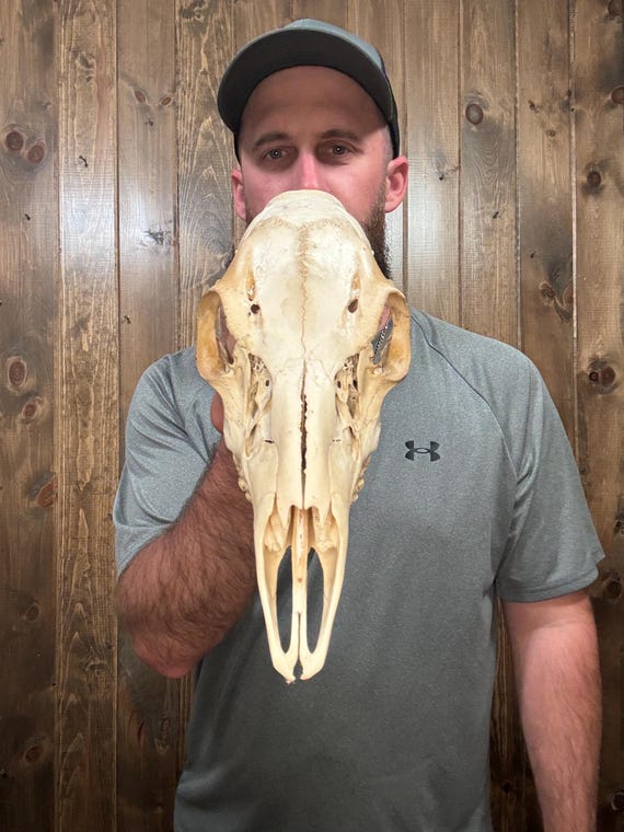 Real Whitetail Doe Skull Antler Horn Deer Mount Taxidermy Rack Cabin Decor